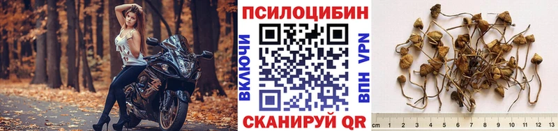 наркошоп Новомичуринск Галлюциногенные грибы Cubensis